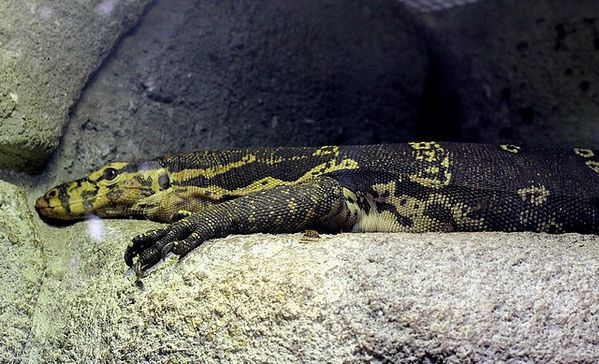 varan d'eau malais (4)
