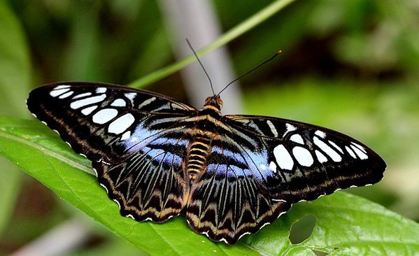 parthenos sylvia (3)