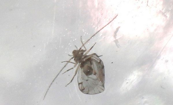 Ectopsocus briggsi (16)