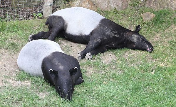 tapir à dos blanc (3)