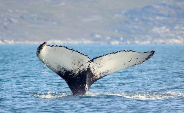 baleines 0852