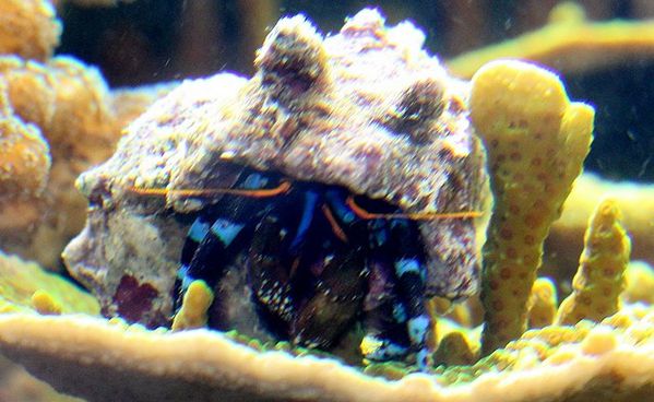 bernard l'hermitte à pattes bleues calcinus elegans (6)
