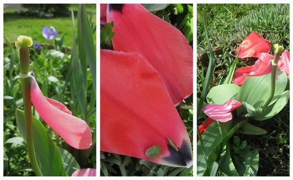 Picnik collage tulipe