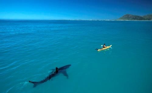 white-shark-kayak3.jpg