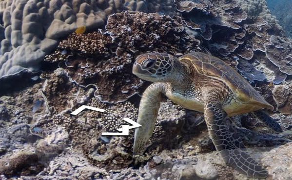 google-street-view-underwater-alphonse.jpg