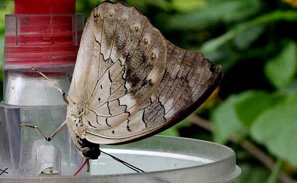 10-aout-2012-papillons-La-Queue 0556