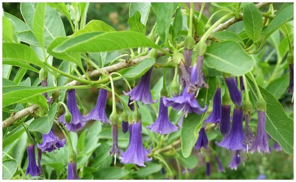 violet-sur-arbre.jpg