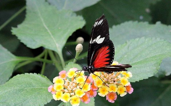 heliconius doris