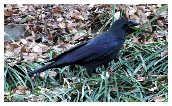 corbeau à gros bec (4)