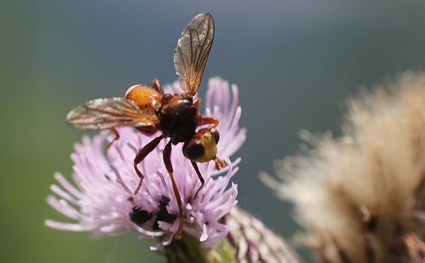 conopidae Sicus ferrugineux, Sicus ferrugineus 7