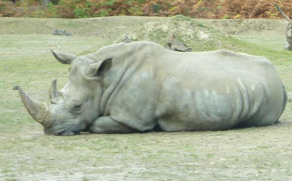 rhinoceros-blanc-thoiry.jpg
