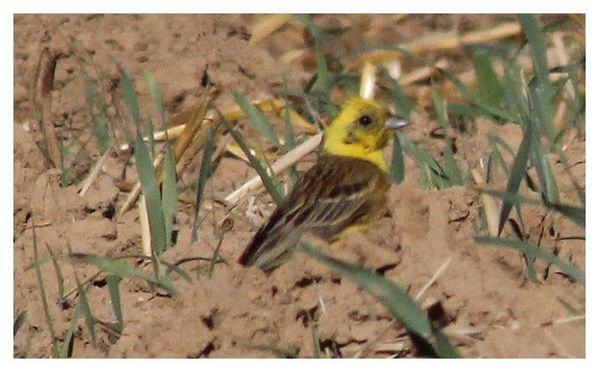 bruant jaune (1)