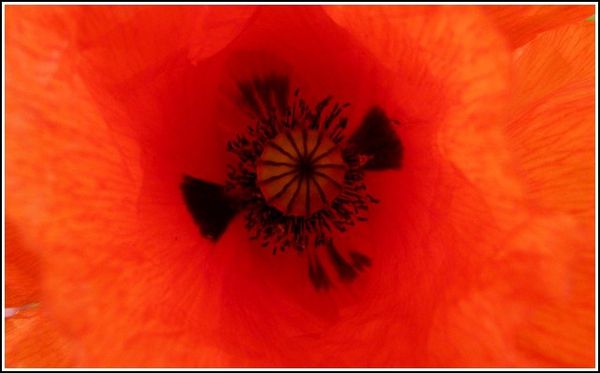 macro-coquelic.jpg