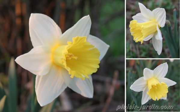 Narcissus-Finland.jpg