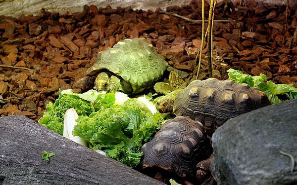 tortue charbonnière