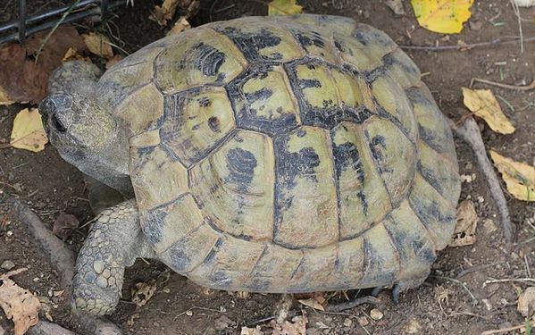 tortue d'hermann 2