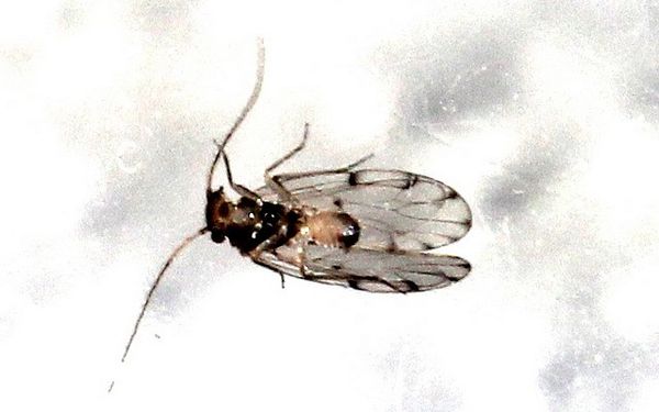 Ectopsocus briggsi (17)