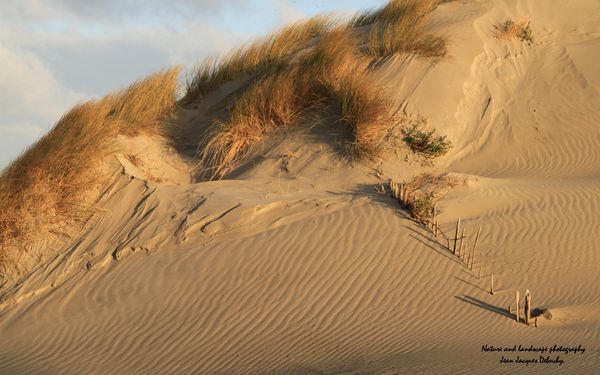 Dune.jpg