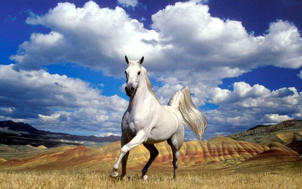 white_horse_mountain_and_sky_background_wallpaper_-_1280x80.jpg