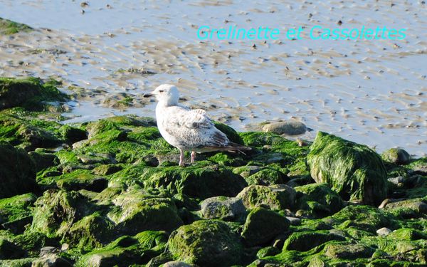 Mouette_T.jpg