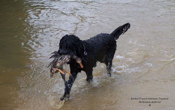 barbet chasse-doc.Elaine FICHTER