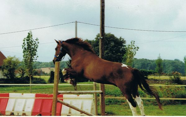 cheval saut en liberté