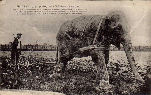 éléphant-labour-1914 Lavilledieu
