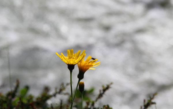 fleurs 9956