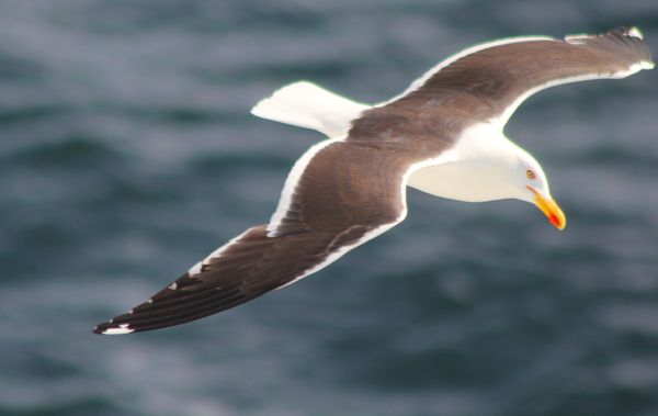 Croisiere Groenland0012a