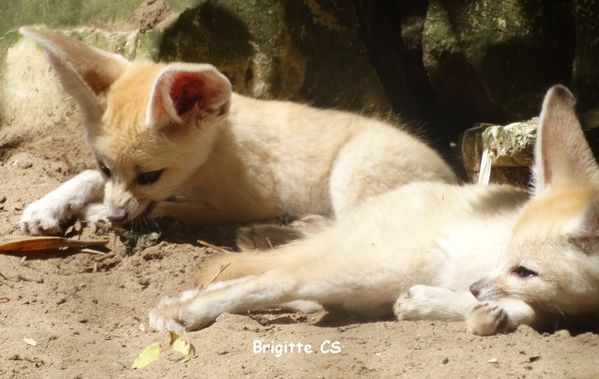 Des Bebes Fennecs Au Zoo De La Palmyre Une Bonne Nouvelle Par Jour Le Blog D Ecureuil Bleu