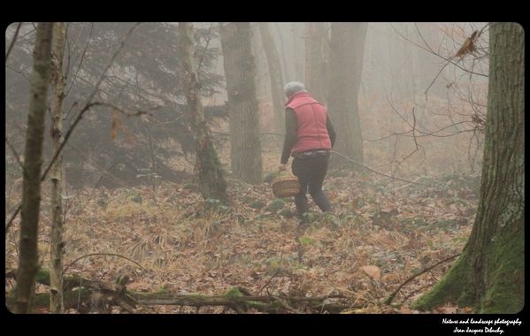 Le-chaperon-rouge-et-les-champignons.jpg