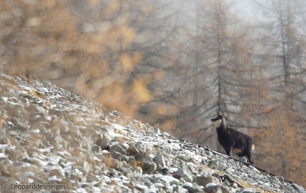 b10-39-12 Deux chamois 72