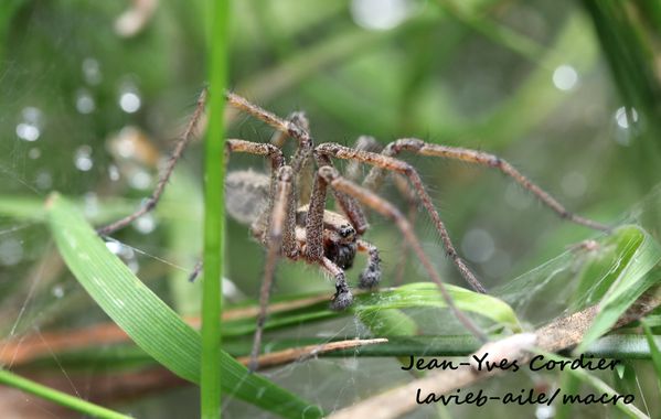 agelene-labyrinthique 4690cc