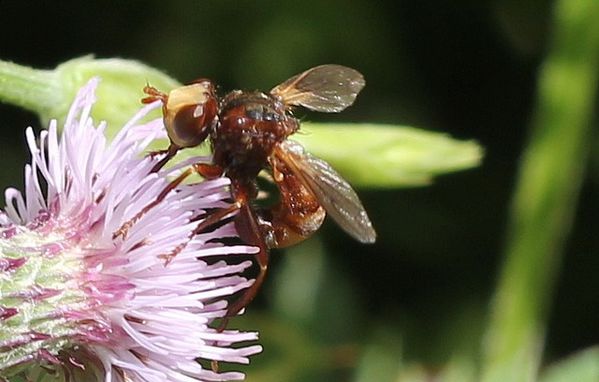 conopidae Sicus ferrugineux, Sicus ferrugineus 3