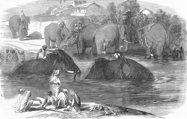 éléphant toilette - Inde 1858