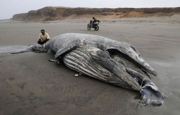 sem12juij-Z3-Baleine-Perou.jpg