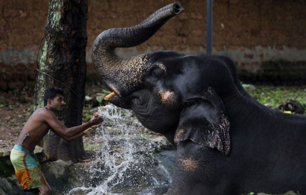 sem12sepb-Z29-Toilette-elephant-Colombo-Sri-Lanka.jpg