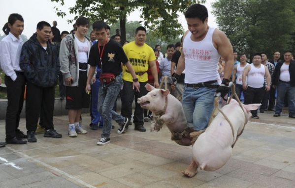 sem12octb-Z17-Concours-cochon-Chine.jpg