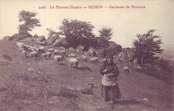 Moutons 05