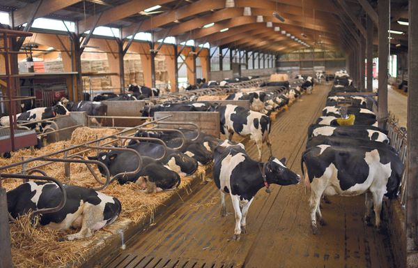 chine-fait-ses-courses-en-France-etable-vaches.jpg