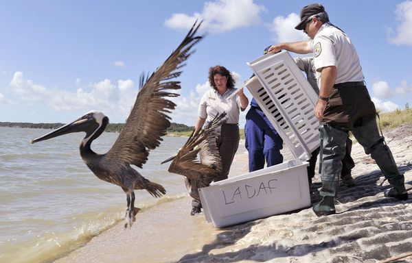 sem52-Z39-Floride-oiseau.jpg