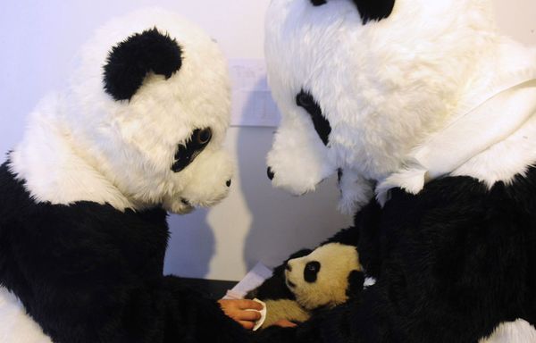 sem98-Z26-Panda-adoption.jpg