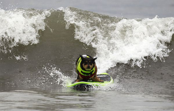 sem11seg-Z26-chien-surfeur.jpg