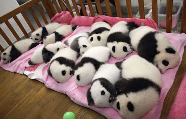 sem11seg-Z37-bebes-pandas-Chine.jpg