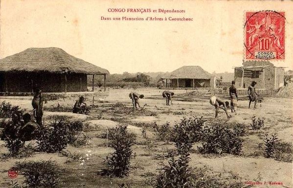 congo-plantation-caoutchouc