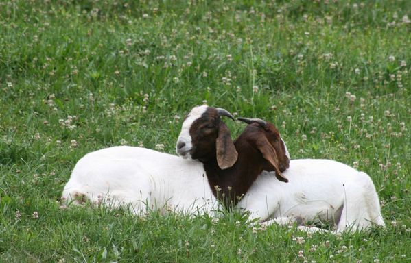 Boer