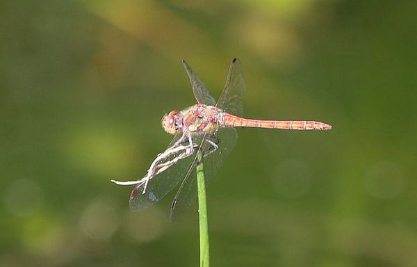 LA0A5916.JPG