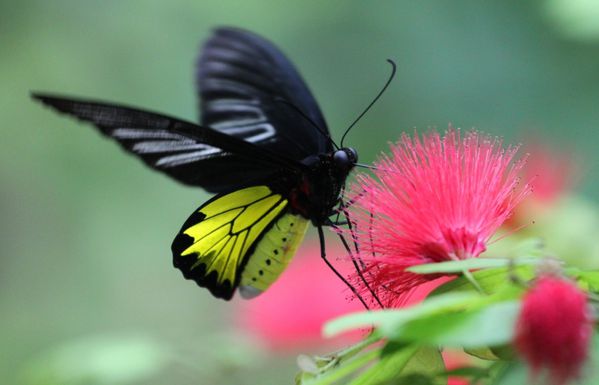 fleurs-floride 3460