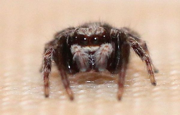 pseudeuophrys lanigera 20 (10)
