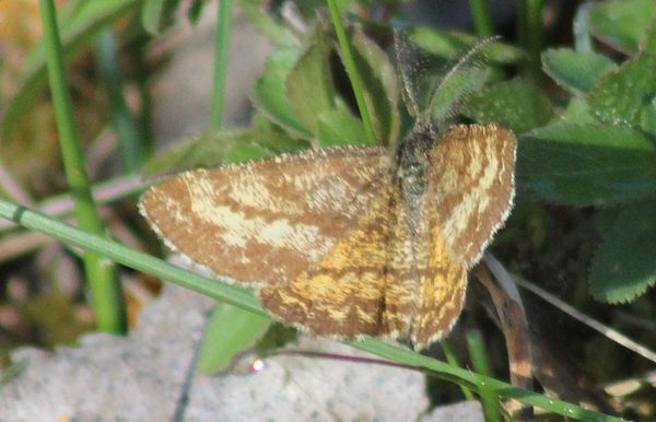 geometridae Ematurga atomaria